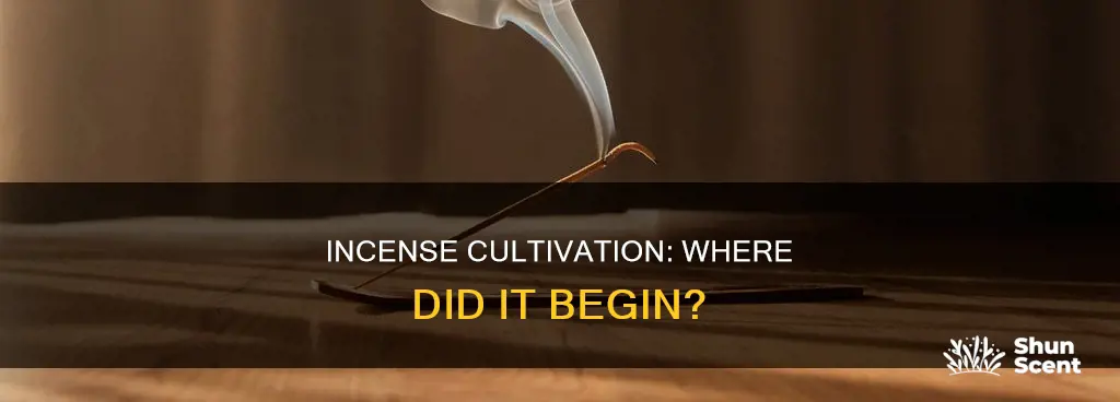where was incense first cultivated