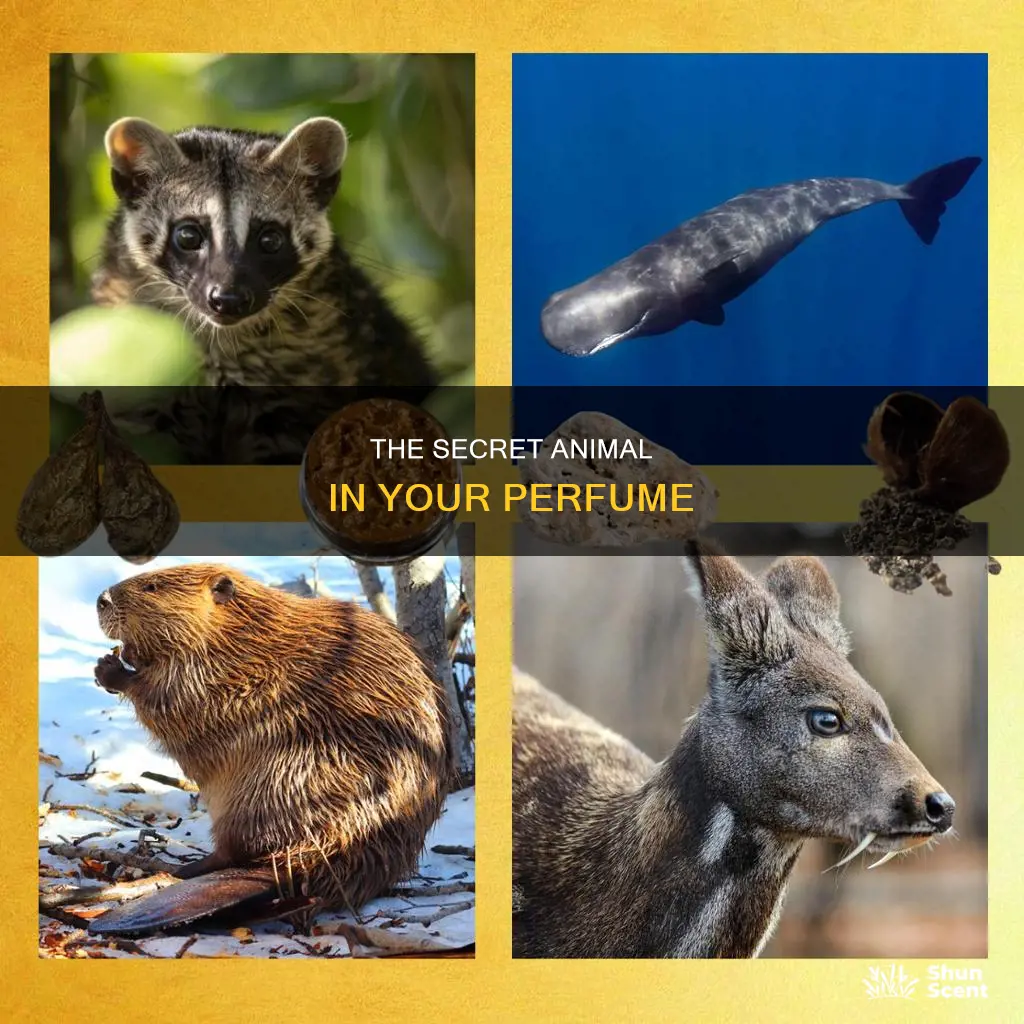 which animal is used to make perfume