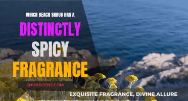 Spicy-Scented Beach Shrub: What Is It?