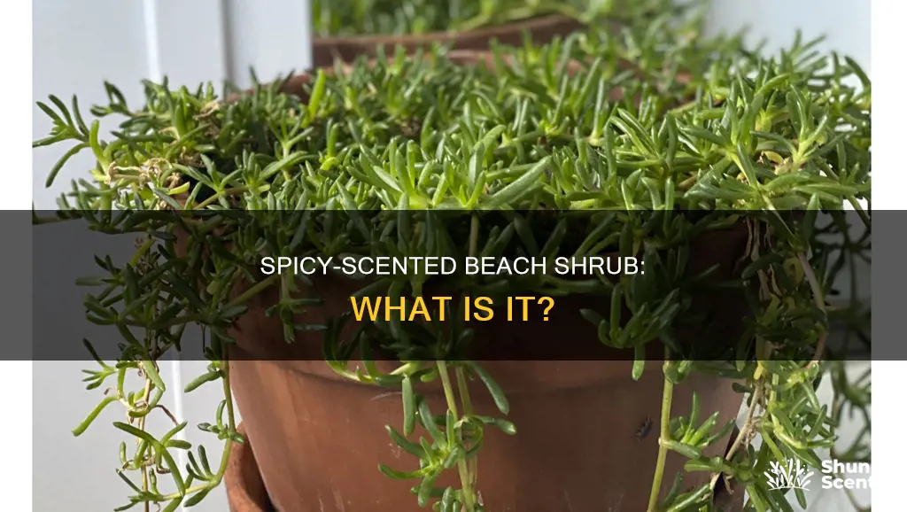 which beach shrub has a distinctly spicy fragrance