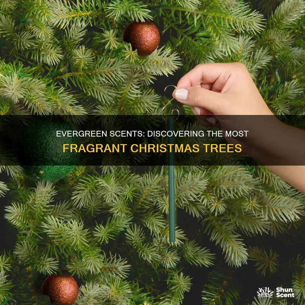 which christmas tree has the most fragrance