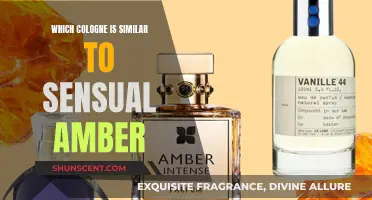 Discovering Cologne Scents Similar to Sensual Amber