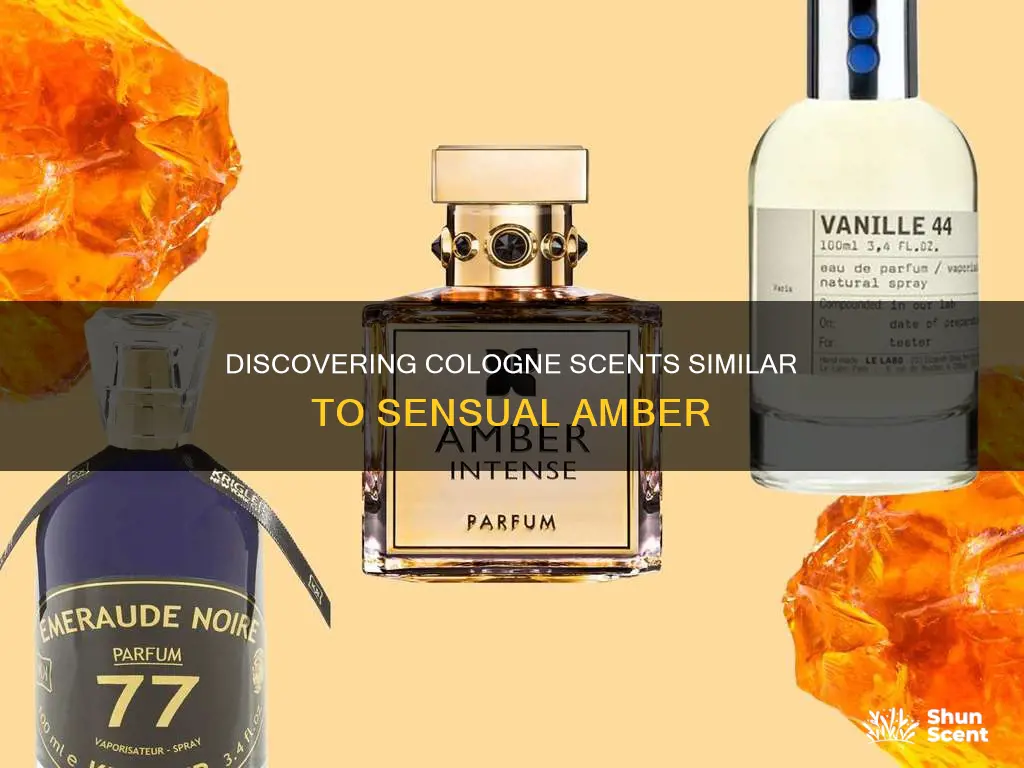 which cologne is similar to sensual amber