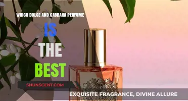 The Best Dolce & Gabbana Scents for You