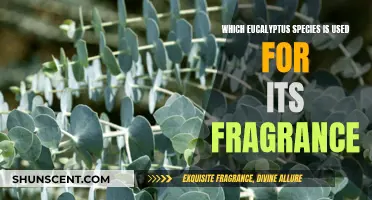The Fragrant Eucalyptus: Species and Their Scents