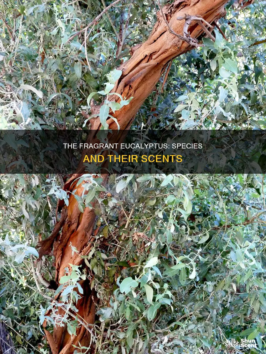 which eucalyptus species is used for its fragrance
