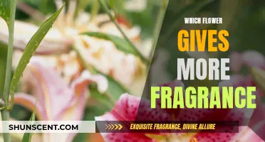 Exploring Nature's Fragrances: Flowers With the Strongest Scents