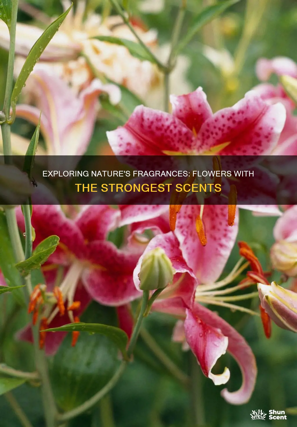 which flower gives more fragrance