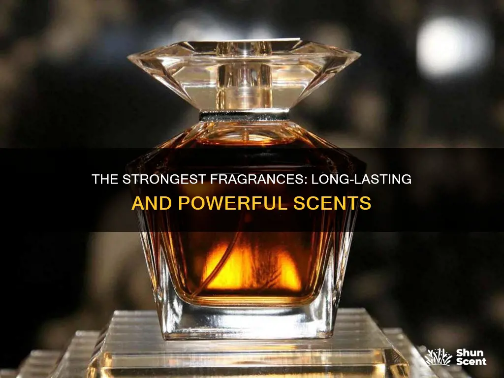 which fragrance is the strongest