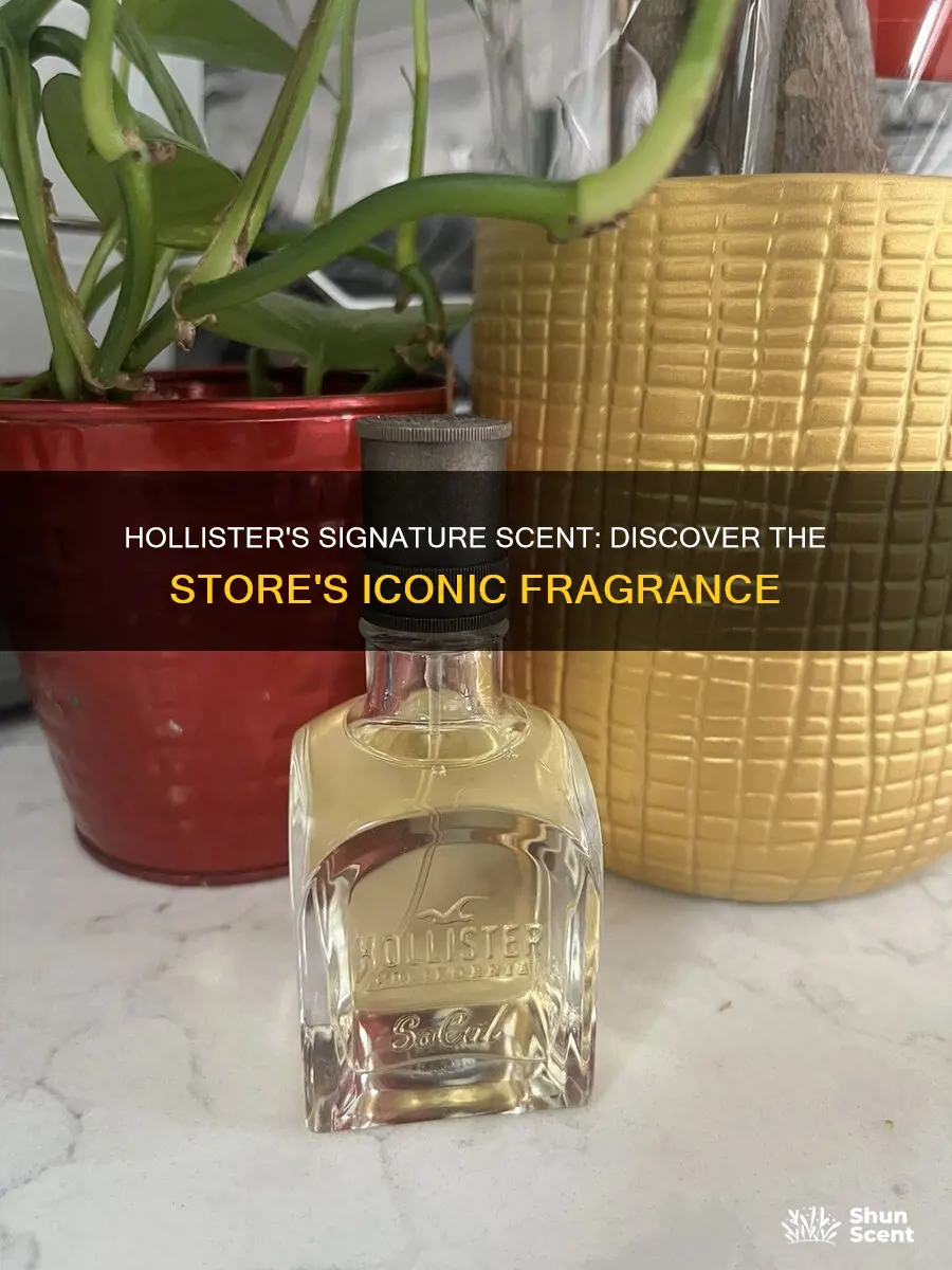 which hollister perfume smells like the store