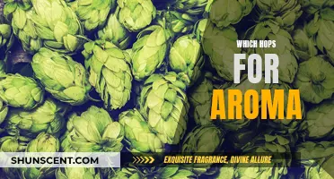 The Best Hops to Add Aroma to Your Brew