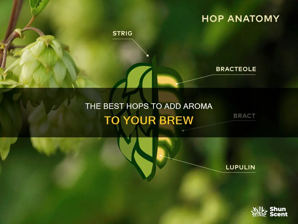 which hops for aroma