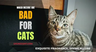 Incense and Cats: What's Safe and What's Not
