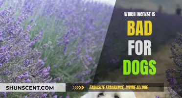 Incense and Dogs: What You Need to Know