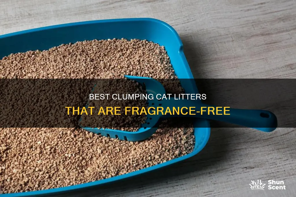 which is the best fragrance free clumping cat litter
