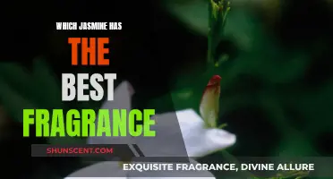 Jasmine Varieties and Their Fragrances: Finding the Best Scent