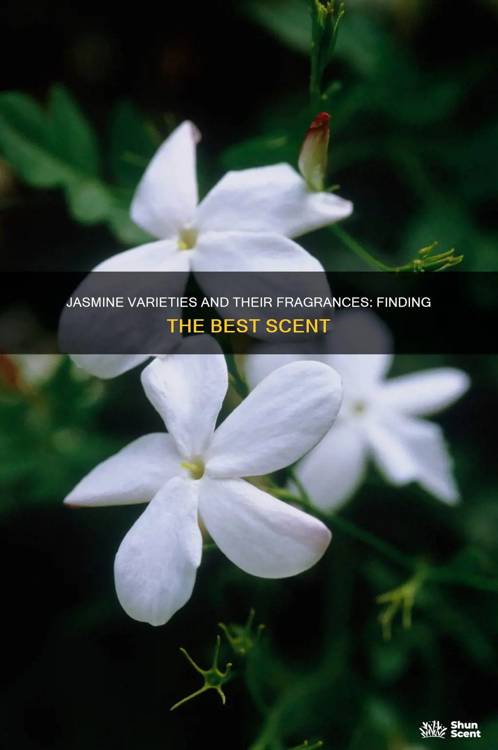 which jasmine has the best fragrance
