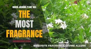 Fragrant Jasmine: Discovering the Most Aromatic Varieties