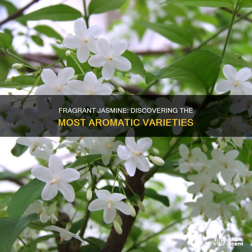 which jasmine plant has the most fragrance