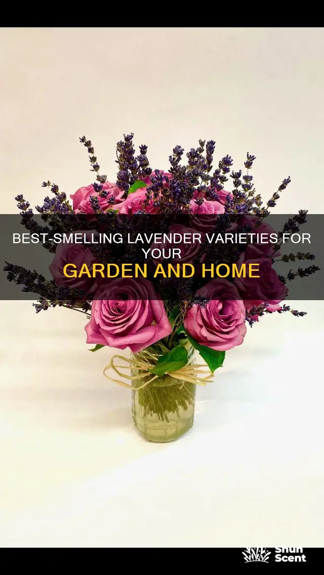 which lavender has the best fragrance