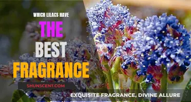 Best-Smelling Lilacs for Your Garden