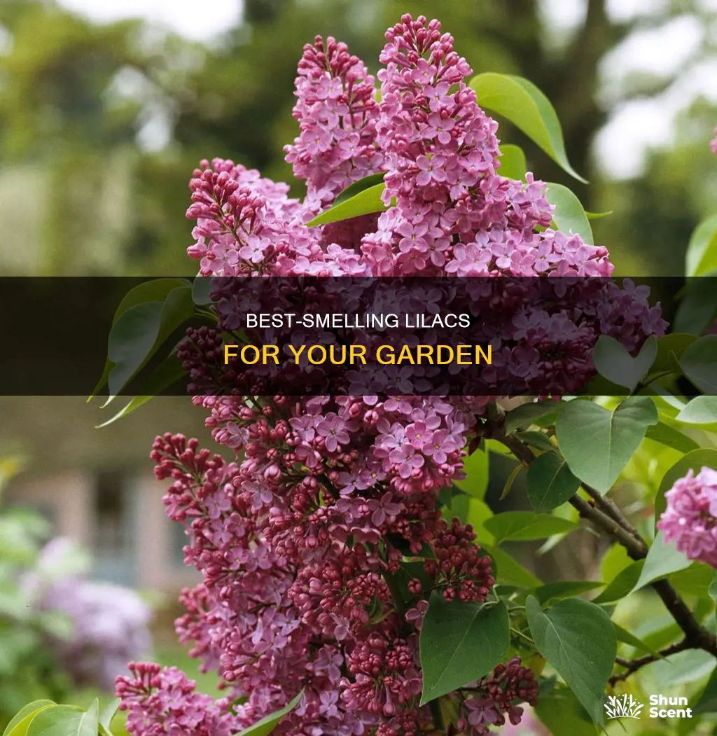 which lilacs have the best fragrance