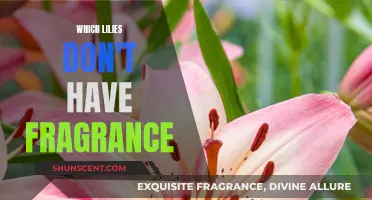 The Beauty of Scentless Lilies: A Guide to Fragrance-Free Varieties