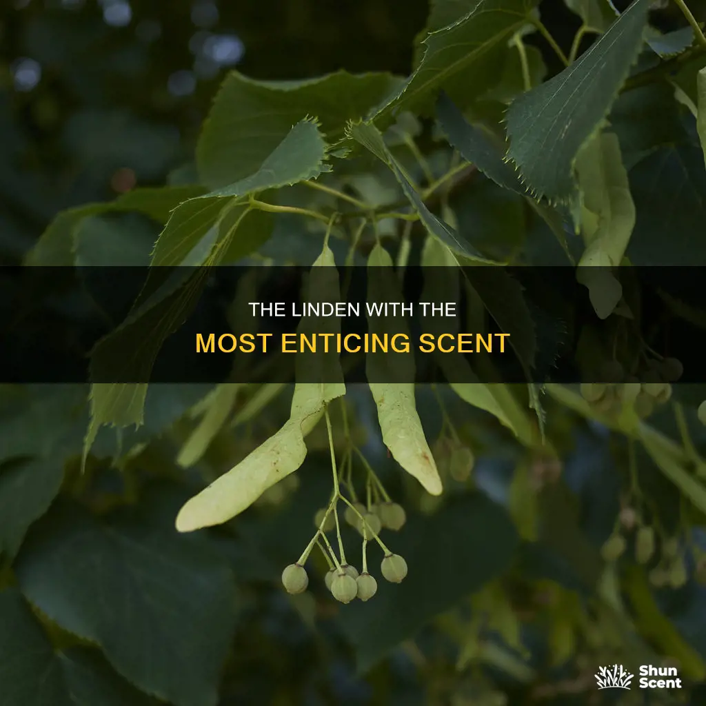 which linden has best fragrance