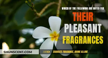 Fragrant Pleasures: Scents to Lift Your Spirits and Surroundings