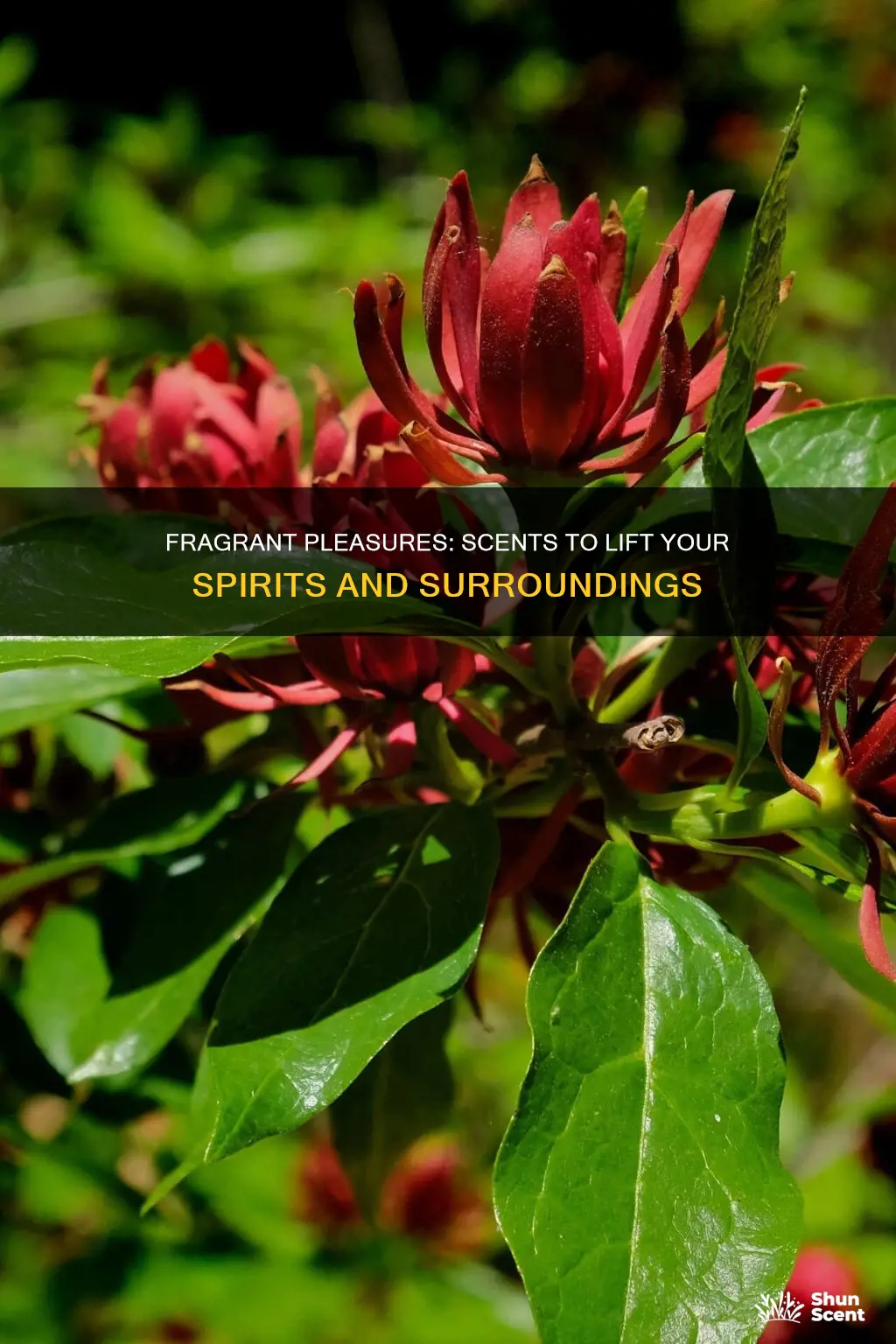 which of the following are noted for their pleasant fragrances