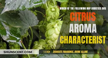 Exploring Hop Varieties: Citrus Aroma Characteristics