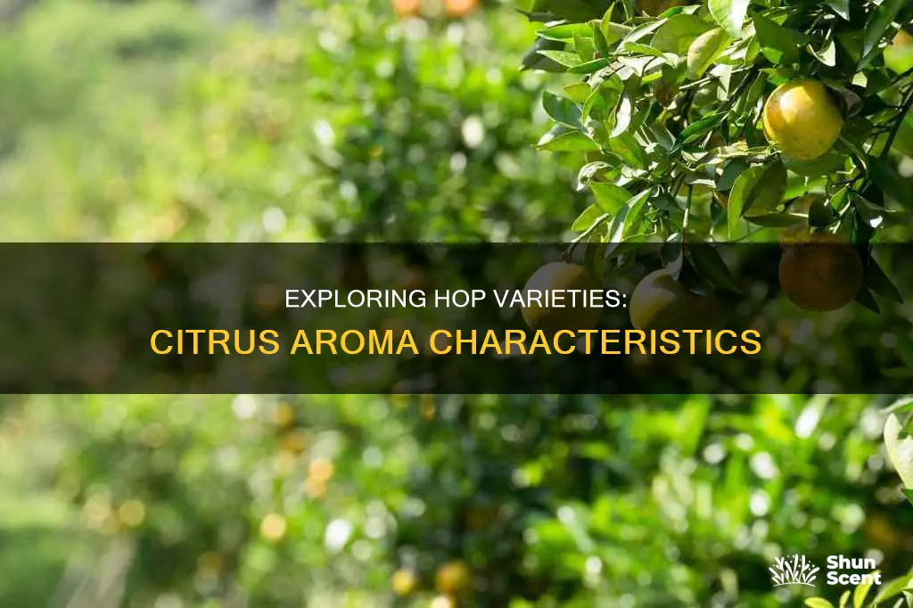 which of the following hop varieties has citrus aroma characteristics