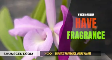 Fragrant Orchids: Discover the Sweetly Scented Varieties
