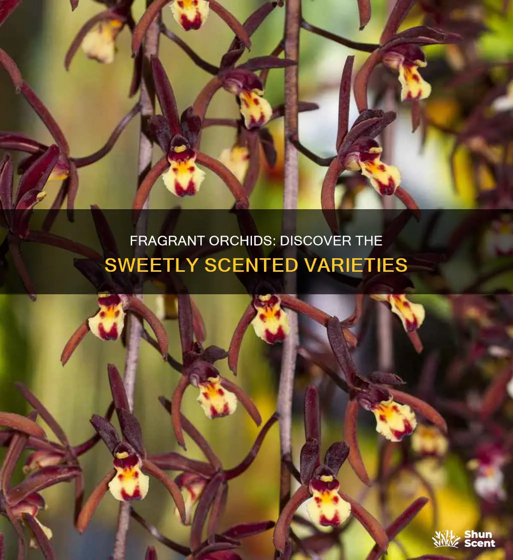 which orchids have fragrance