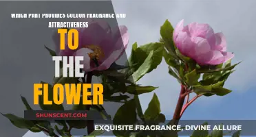 The Alluring Parts of Flowers: Color, Scent, and More