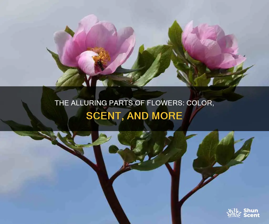 which part provides colour fragrance and attractiveness to the flower