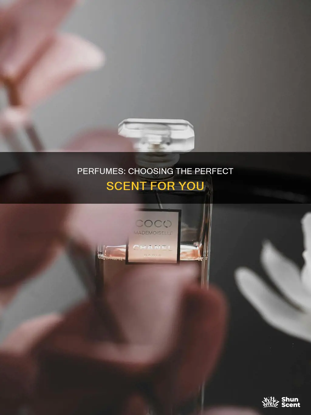 which perfume is better