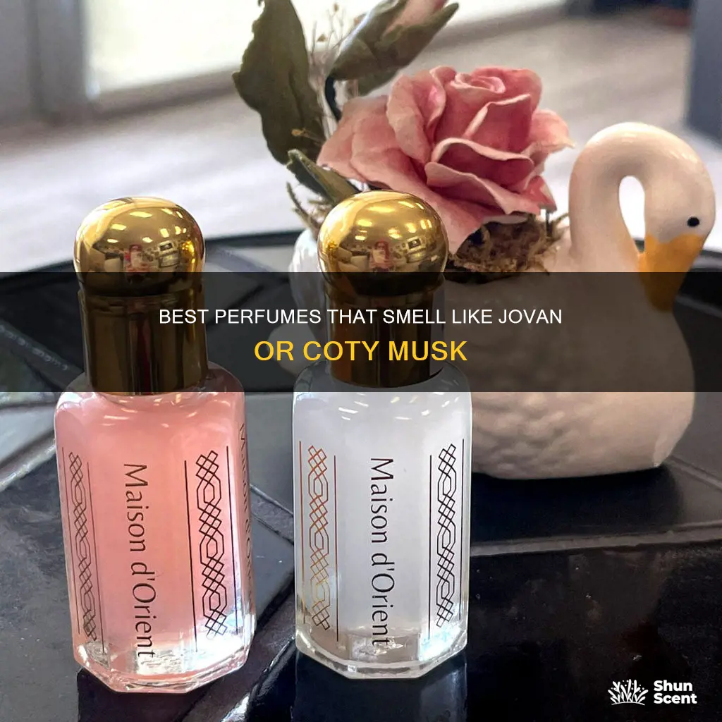 which perfume smells like jovan musk or coty musk