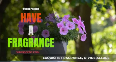 Fragrant Petunias: Scented Varieties to Fill Your Garden