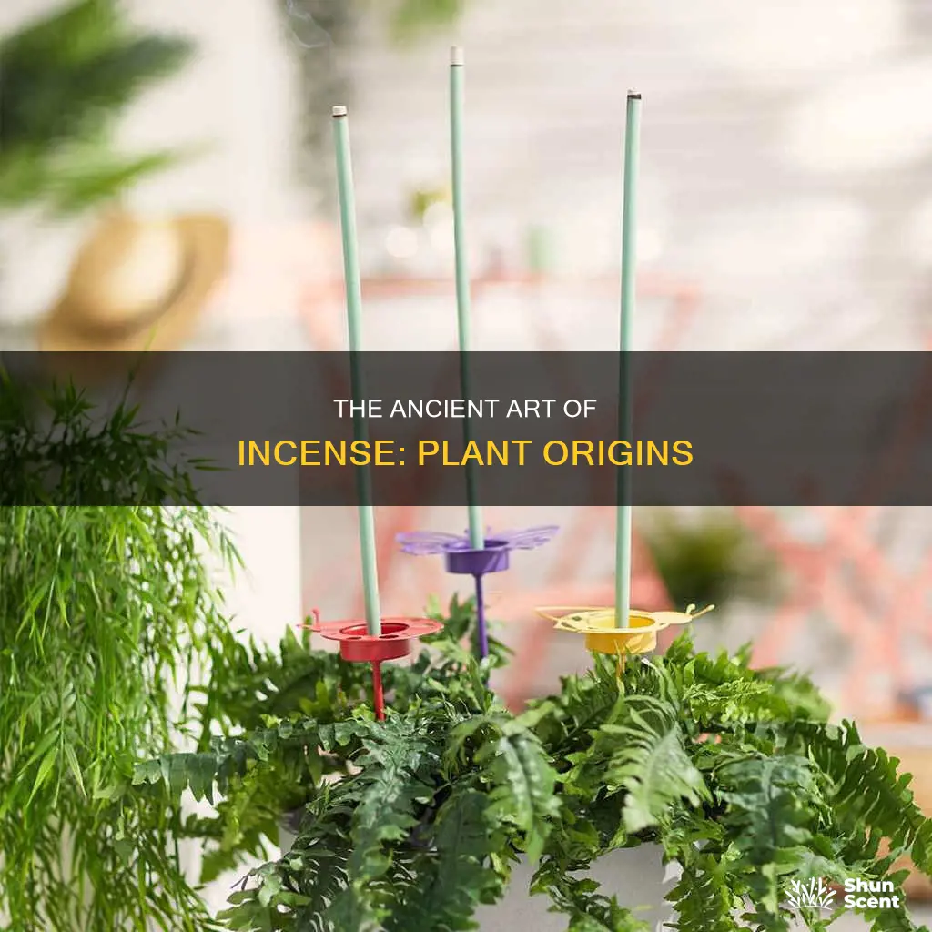 which plant is used to make incense sticks