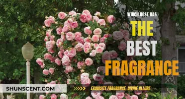 The Best Fragrant Roses to Smell and See