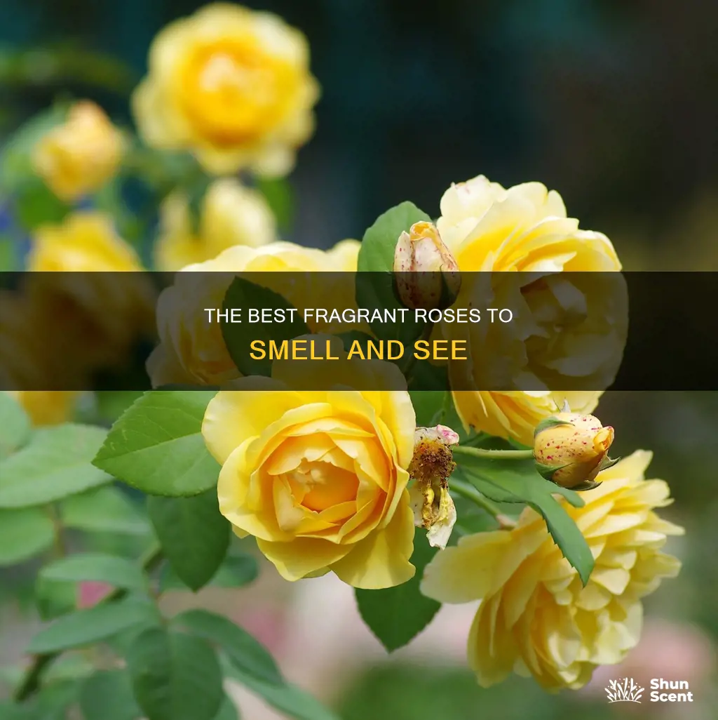 which rose has the best fragrance