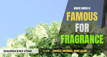 The Sweet-Smelling Shrub: Nature's Fragrant Wonder
