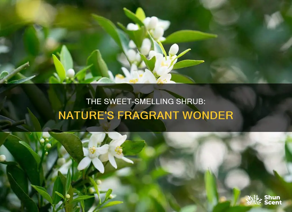 which shrub is famous for fragrance