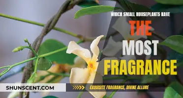 Fragrant Fillers: Small Houseplants with Mighty Scents