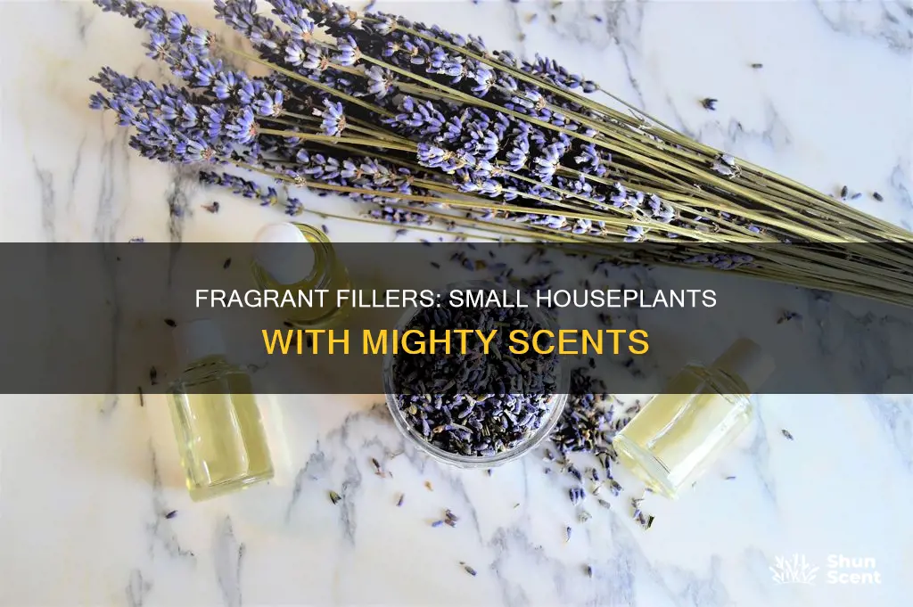 which small houseplants have the most fragrance