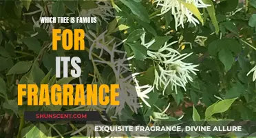 The Sweet-Smelling Trees: Nature's Fragrant Wonders
