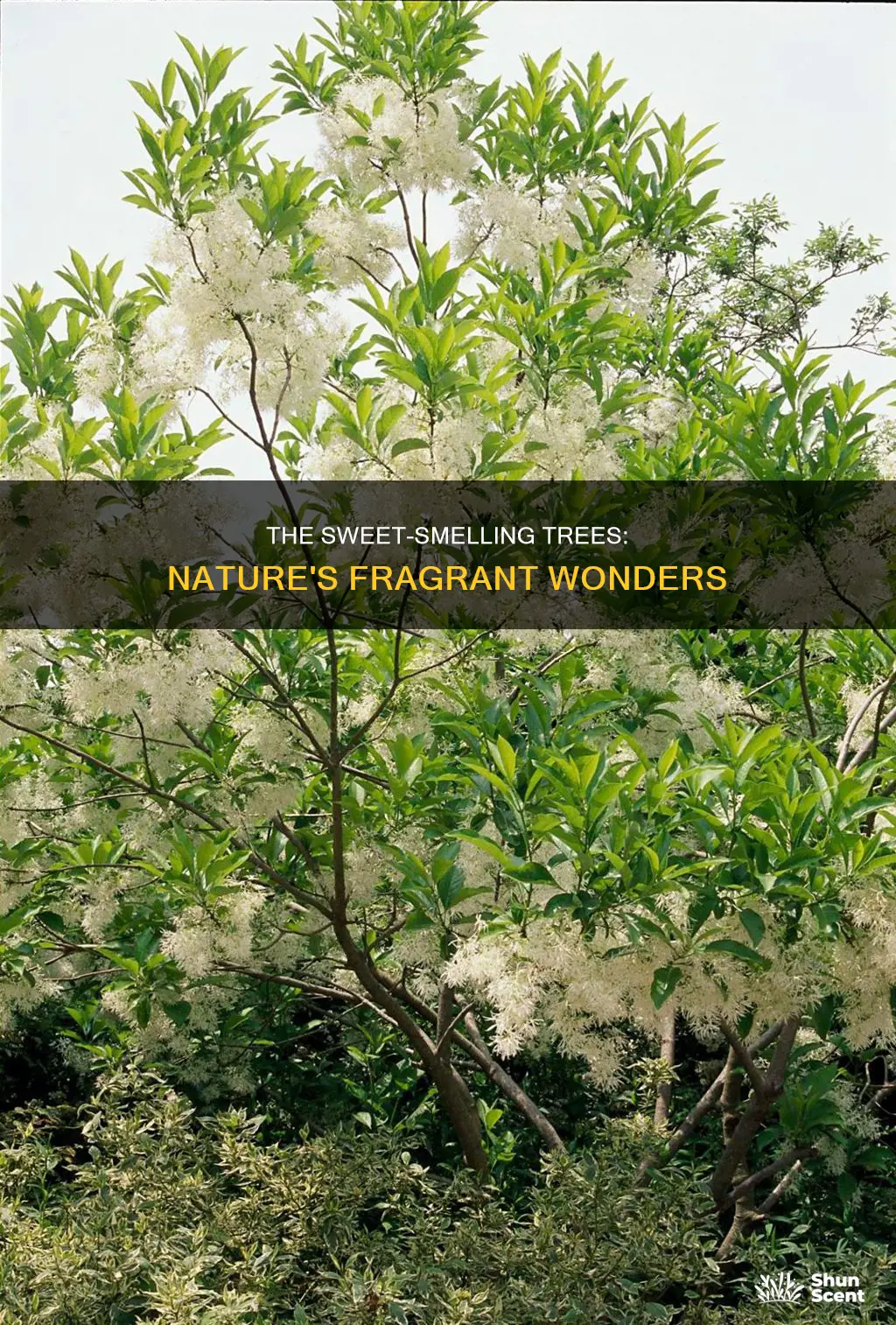 which tree is famous for its fragrance