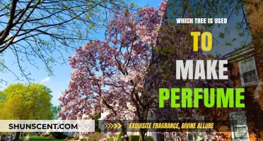 Trees that Create Scents: The Art of Perfume-Making