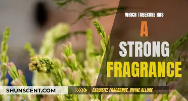 The Best Strong-Fragranced Tuberoses for Your Garden
